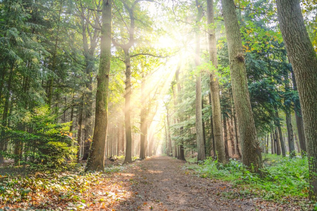 Light Path in woods