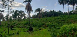 Liberia Farm 1
